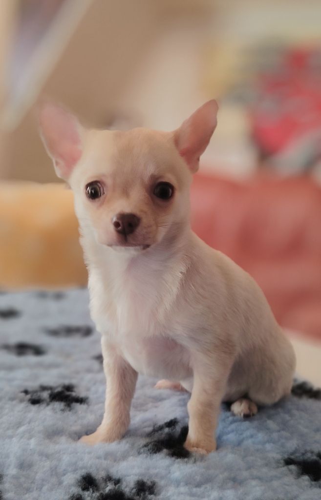 des Merveilles de Juliette - Chiots disponibles - Chihuahua