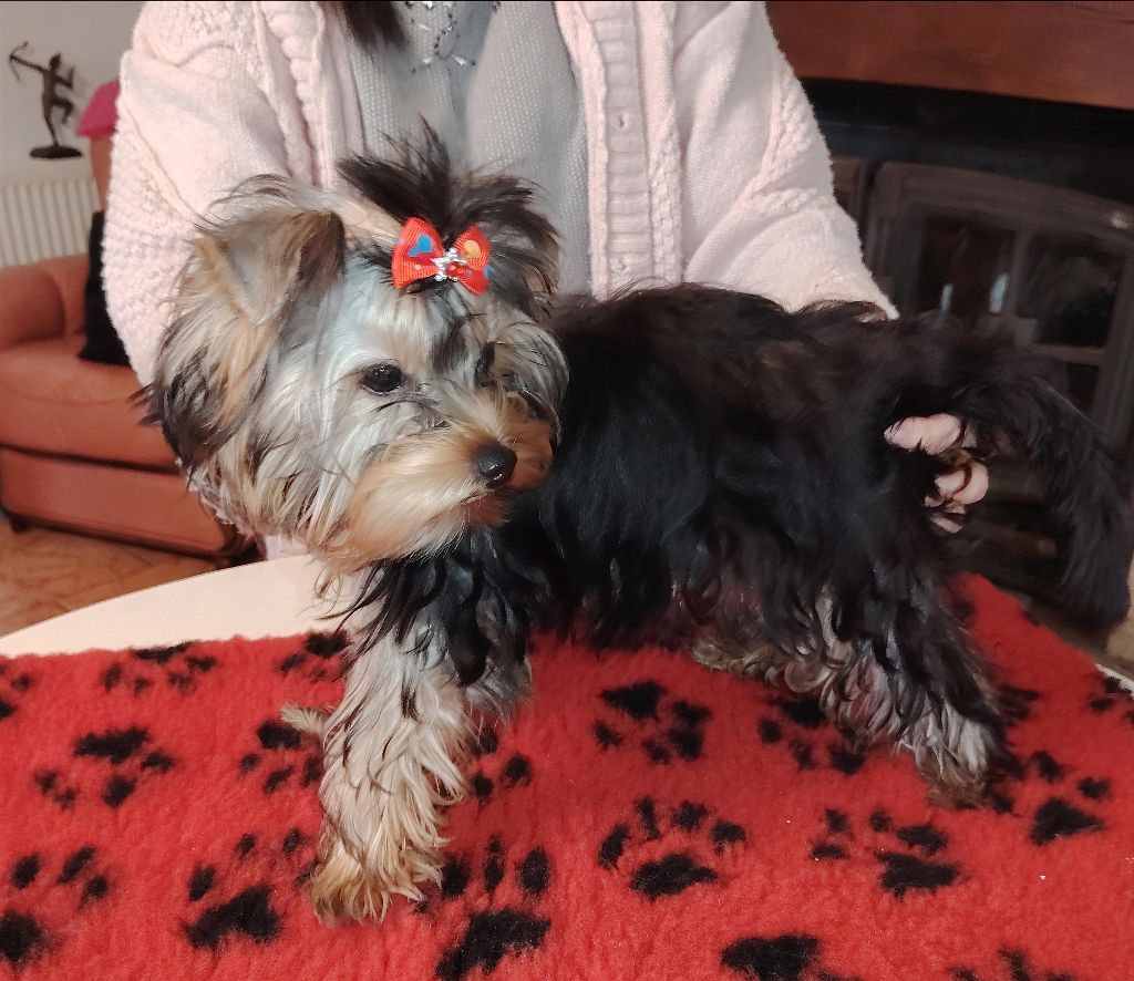 Chiot Yorkshire Terrier des Merveilles de Juliette